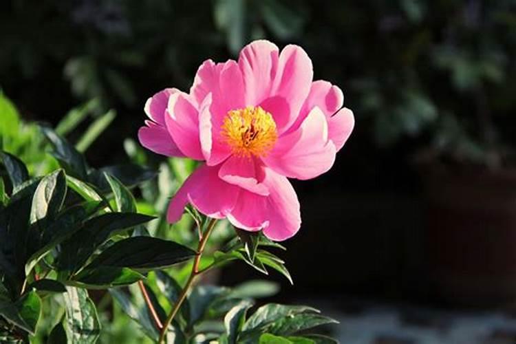 芍药花施什么肥最好