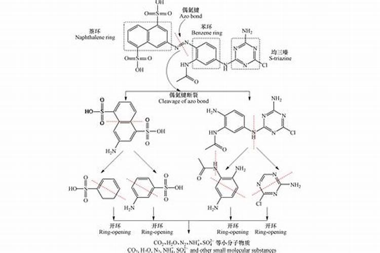 桉树的种植.怎样才能种好桉树？