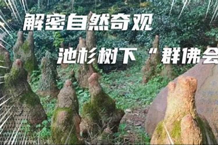 一亩杉树苗要多少尿素
