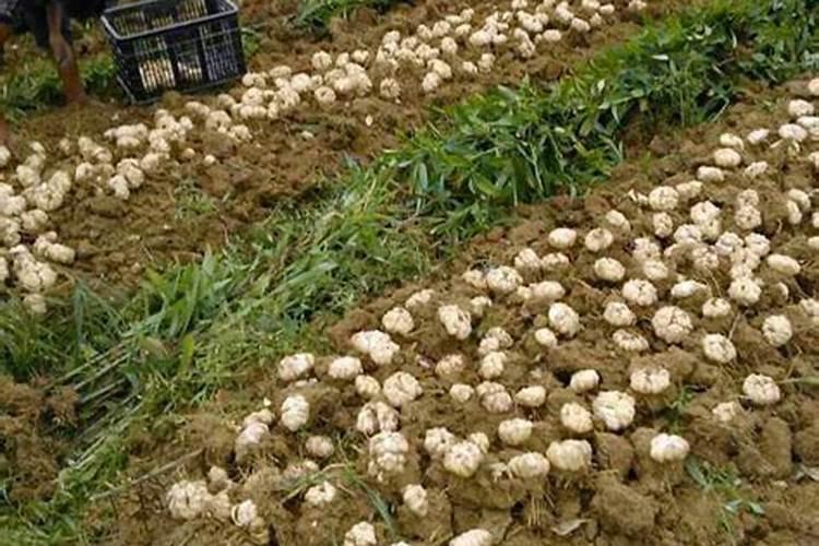 大蒜抽苔期追肥追什么化肥