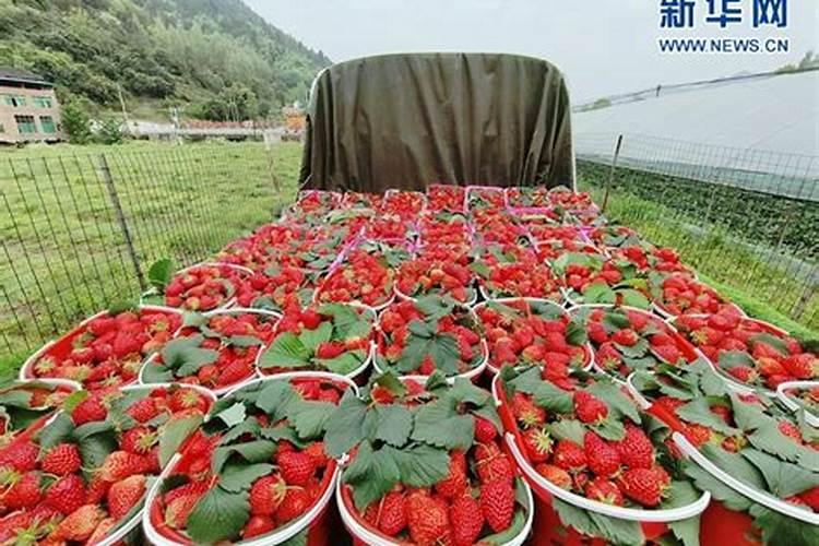 草莓增加硬度的方法是补充钙肥,有几种方法可以有效补充钙肥？