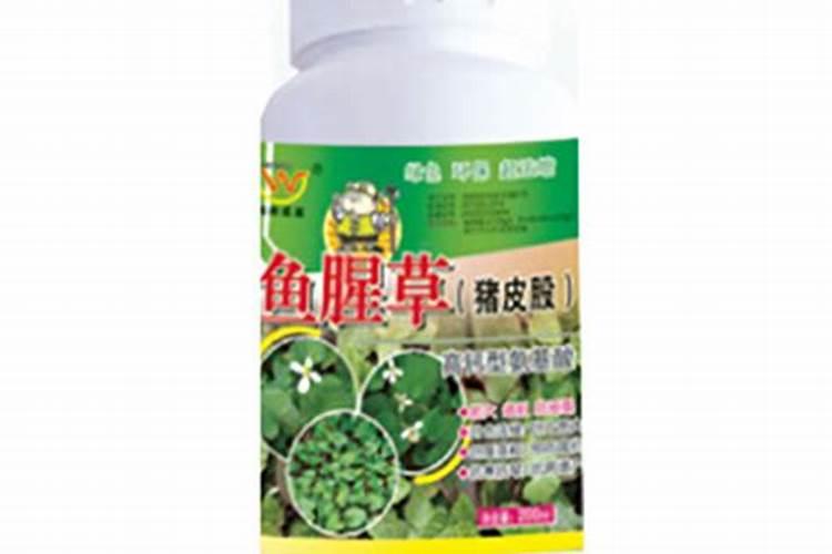 鱼腥草如何种植 怎么种鱼腥草