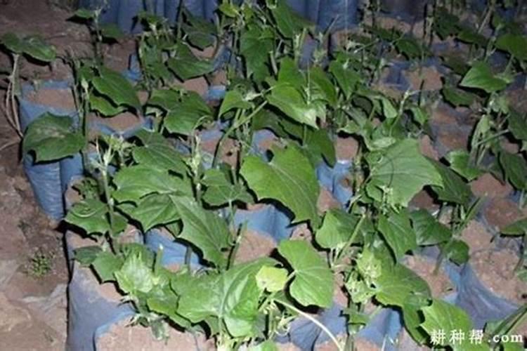 佛手瓜怎样管理可以早开花 怎样管理佛手瓜可以早开花