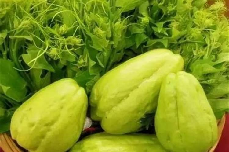 种植龙须菜佛手瓜苗如何管理？多久可以采摘呢？
