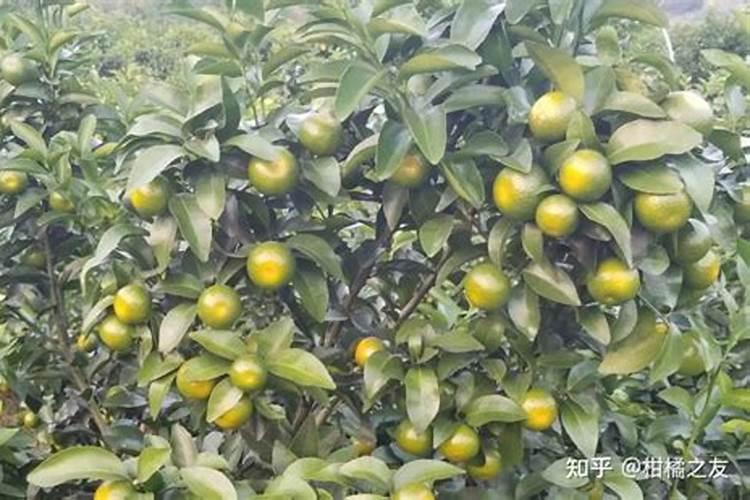 果树全年的施肥时间大全(果树一年四季的施肥方法)