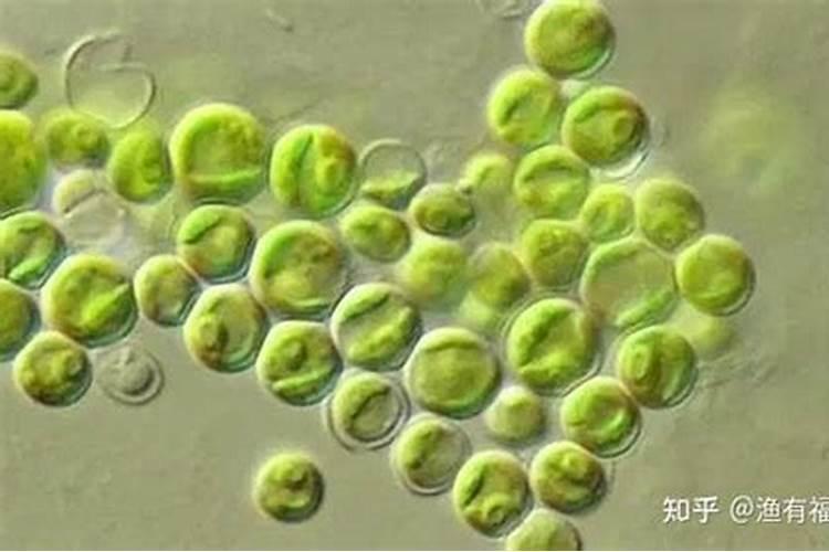小球藻在家怎么培养