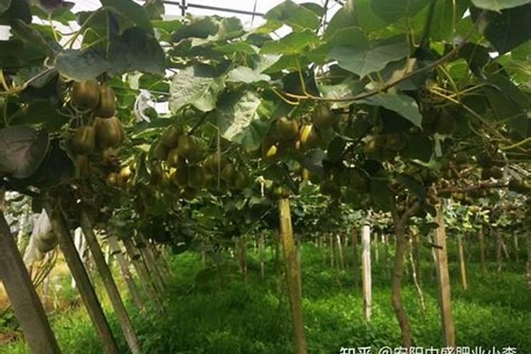 果树生根促根用什么效果最好？