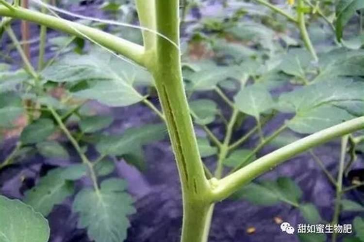 蔬菜缺氮症是由哪些原因形成的？