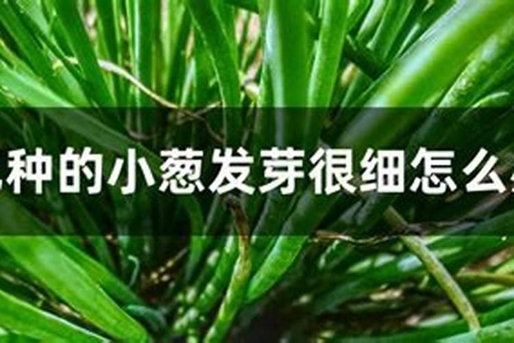 很适合养朝东朝北窗台的槲寄生仙人掌,茎特别纤细,好可爱的植物