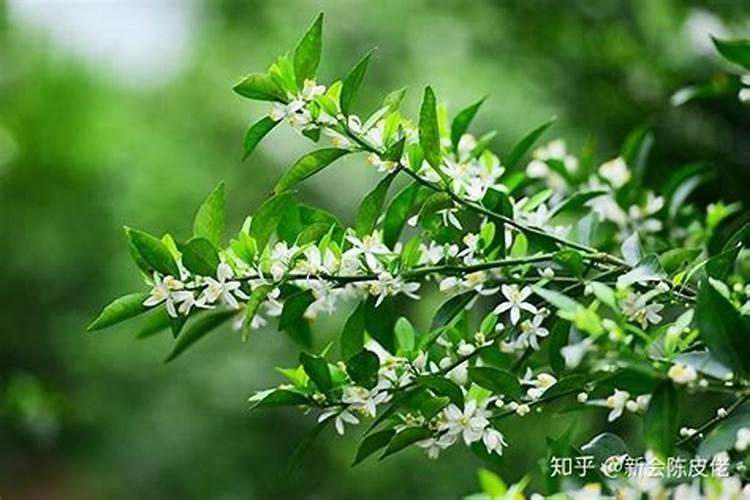 海南哪里种植茶枝柑？
