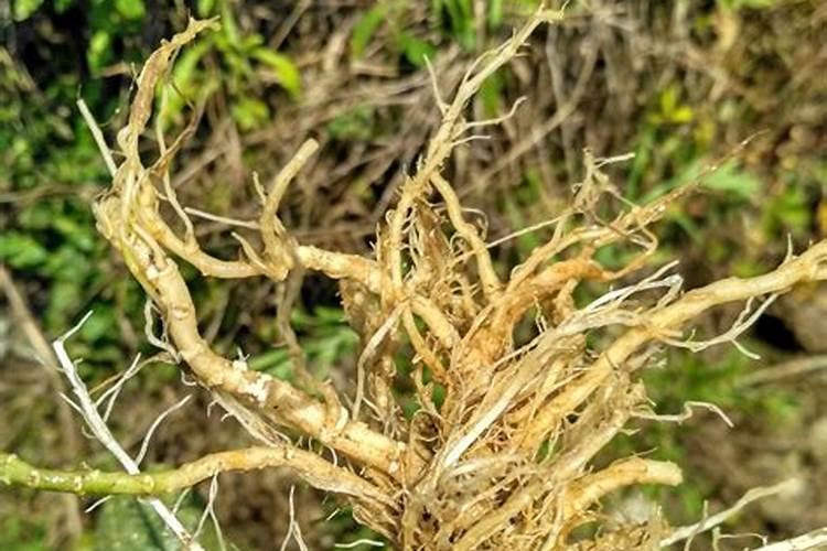 冬瓜种植需要施什么肥？