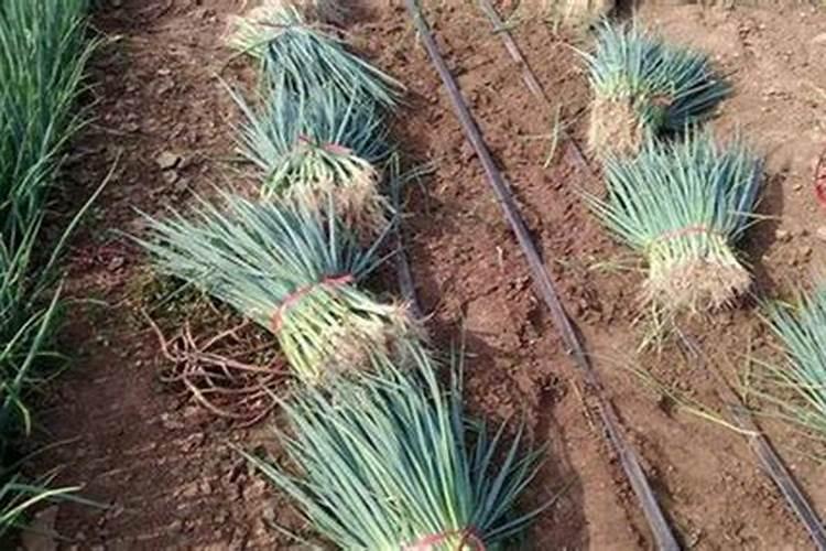 大量磷肥烧根吗,磷肥怎样使用才是正确的