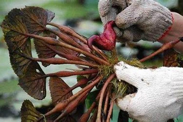 菱角肥料施多有什么危害