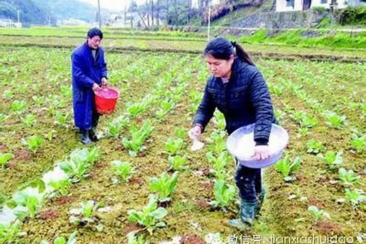种大祘用什么底肥