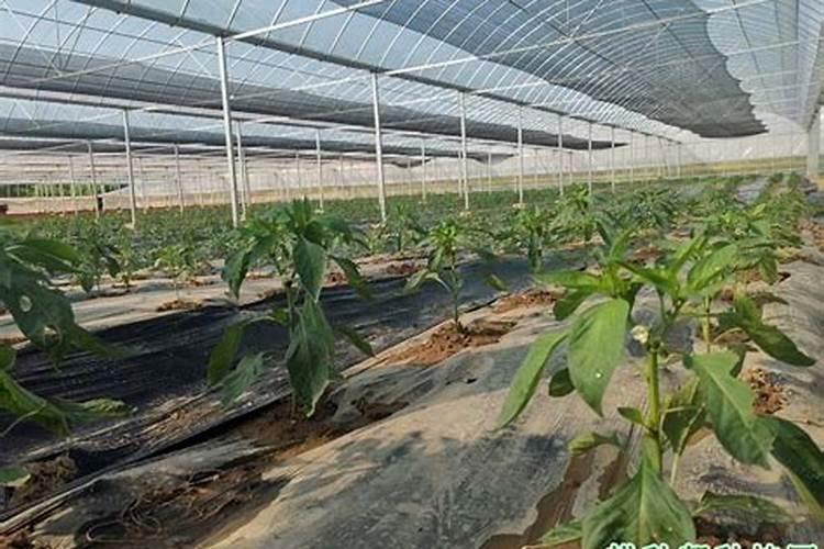 西瓜苗小发黑不长怎么治疗西瓜施什么肥最好？