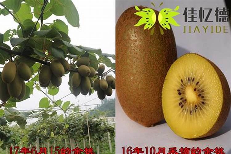 猕猴桃用什么肥料果实更甜 如何合理施肥