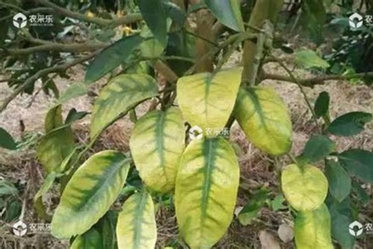 柑橘落果原因与防治