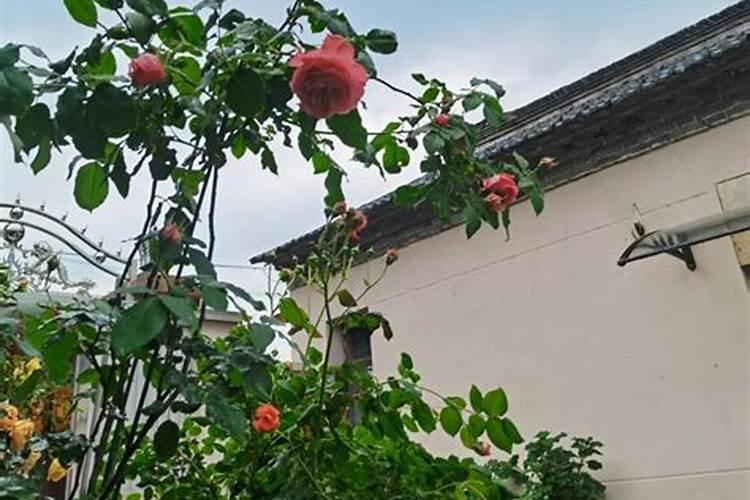 藤本月季怎么施肥