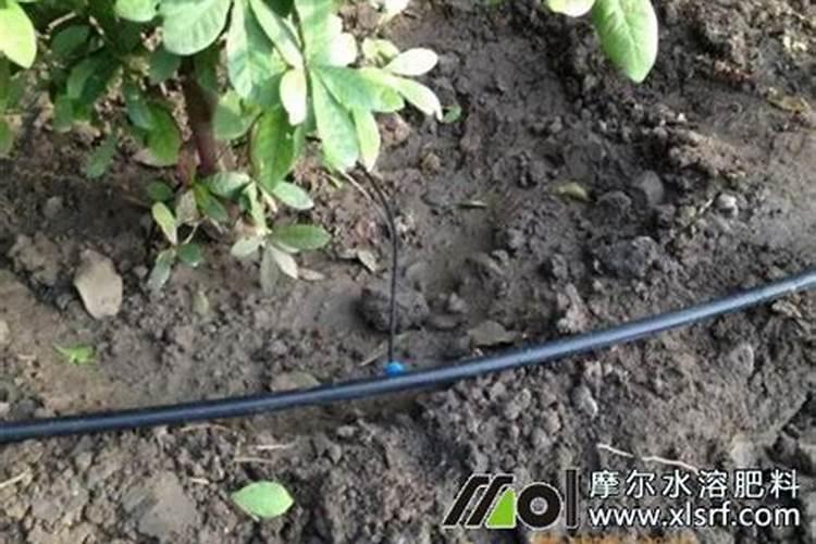 10公斤水溶肥,根施600倍,可配多少水？