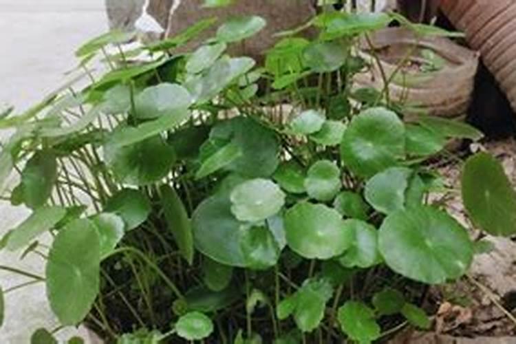 夏季铜钱草养不好该怎么办