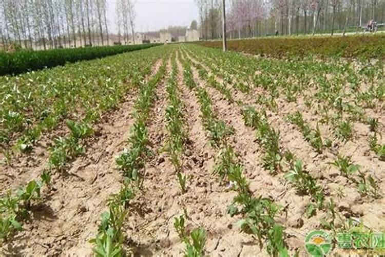 江西种植什么中草药比较适合。