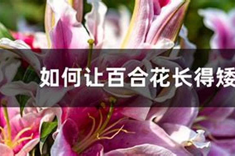 百合花栽在院子里好吗？