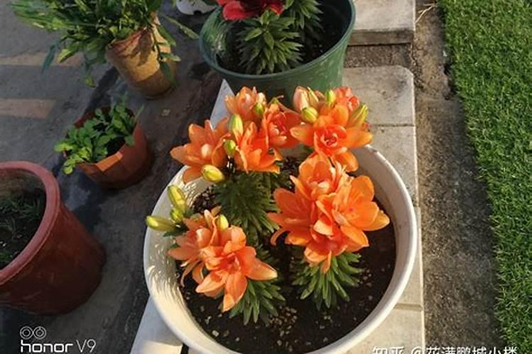 百合有花骨朵了,还可以施肥吗？