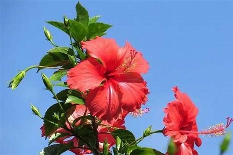 扶桑花施什么肥最好