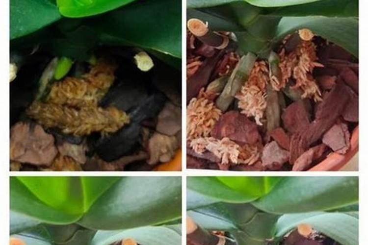 蝴蝶兰施什么肥料最好