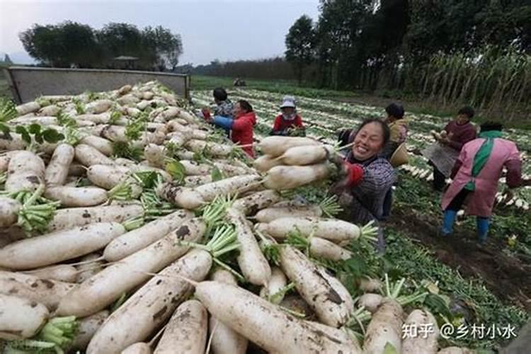 黄腐酸对作物有什么好处