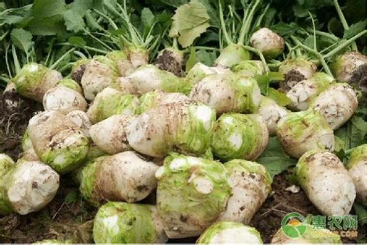 大头菜不长怎么回事？