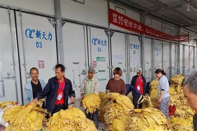 怎样种植烤烟产量高