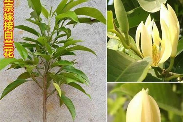 白兰花什么时候施肥