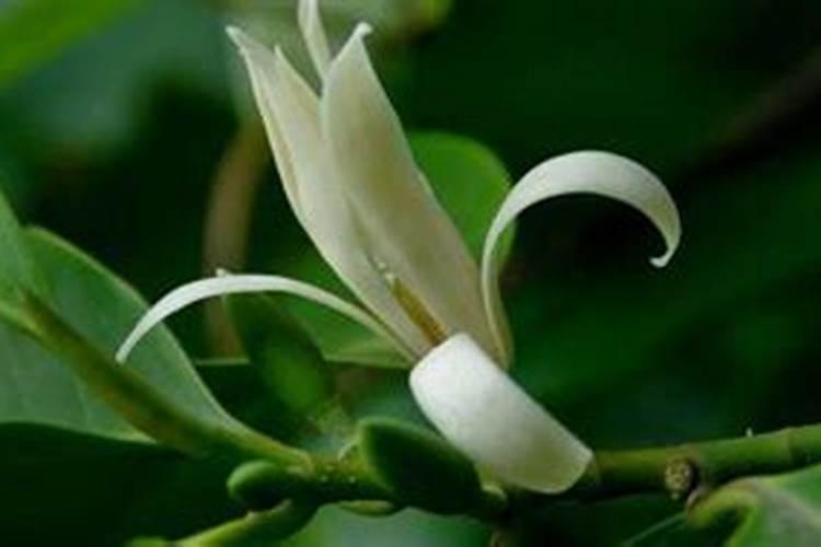 棉花要怎么施肥呢？