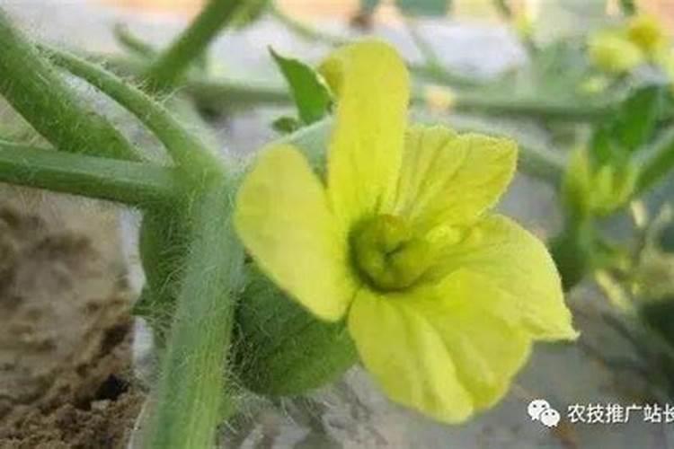 甜瓜用什么肥料,甜瓜施肥技术