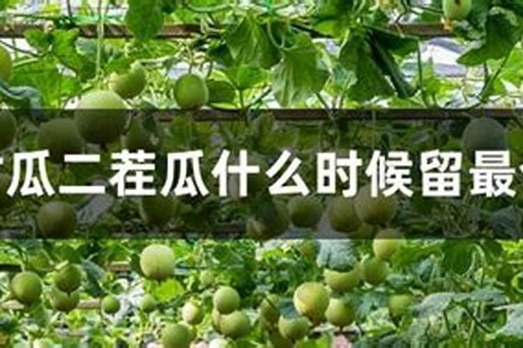 甜瓜膨大期用什么肥好