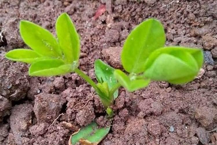 花生肤水肥兑水多少合适