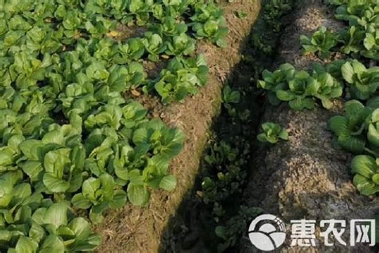 种蔬菜后怎么浇水施肥