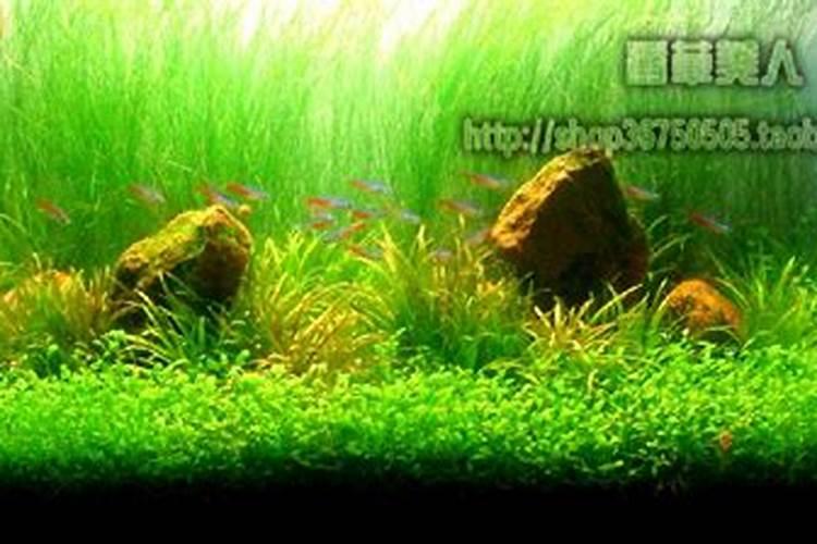 生化黄腐酸钾作用与用途