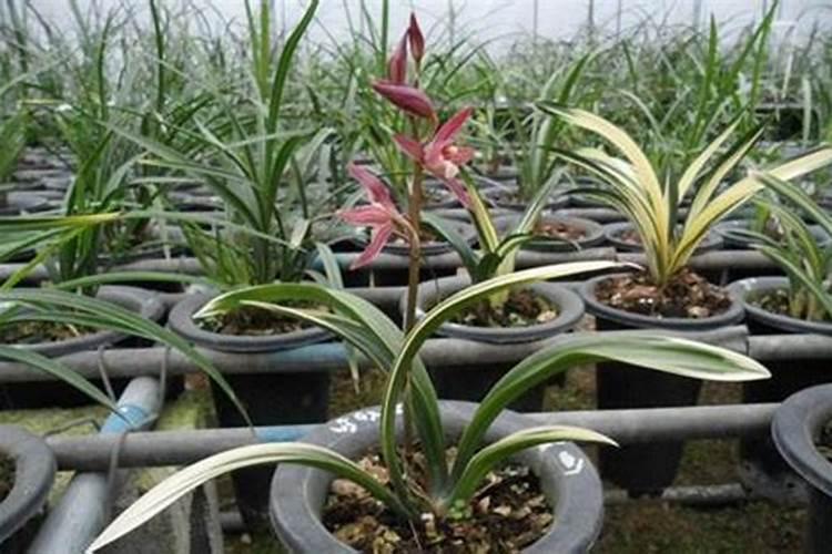 氮磷钾对植物的作用