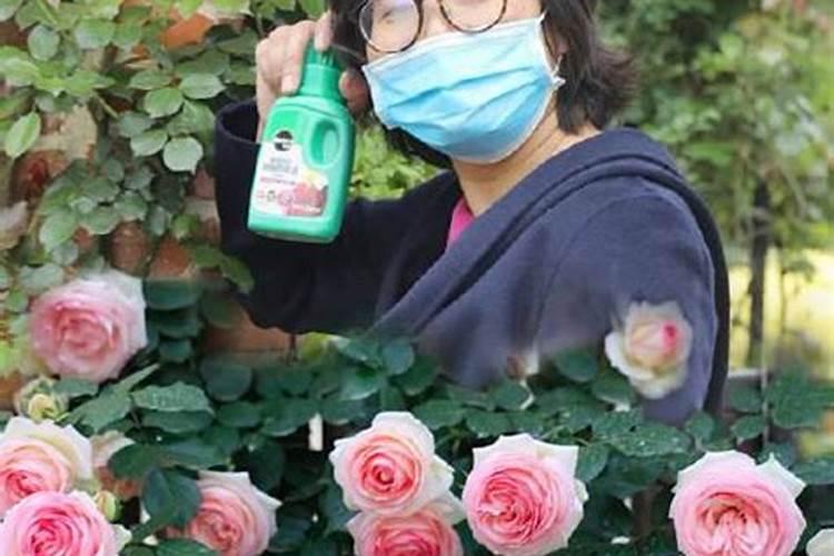玫瑰花枯叶怎么办