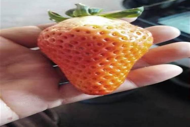 草莓施肥时间和方法