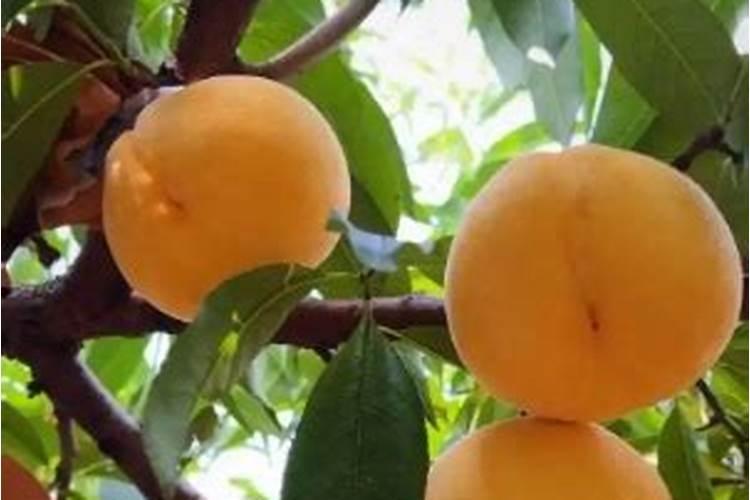 桃子为了增加甜度,施什么肥？