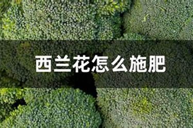 舒雅减肥效果怎么样