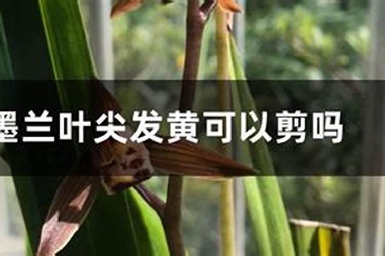 松树松针叶尖发黄是啥病百度问一问