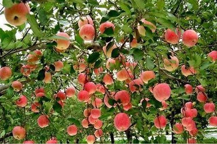 贴梗海棠花和小叶黄杨适宜何时移栽