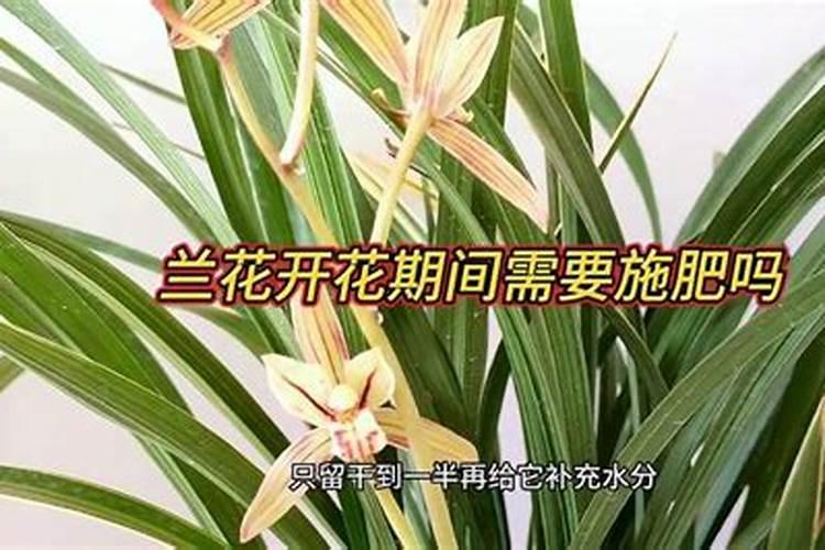 室内兰花如何养才开花 需要最好哪些方面