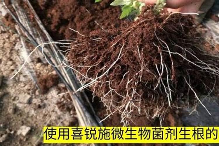 辣椒落花落果的原因及防治方法