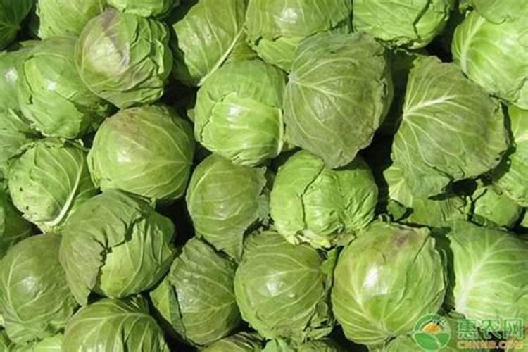 牛心包菜种植时间和方法