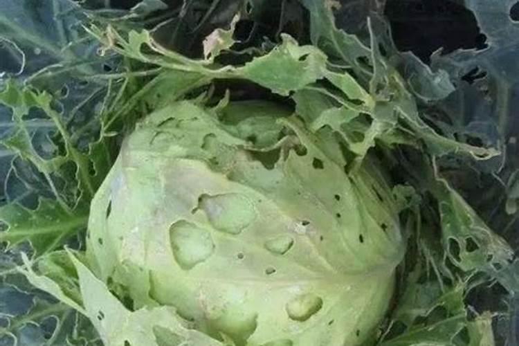 家庭种植紫包菜方法